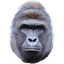 Preview of Harambe's Toolkit