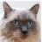 catray
