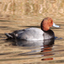 Duckpower 1.1