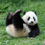 Anteprime di Panda Controls