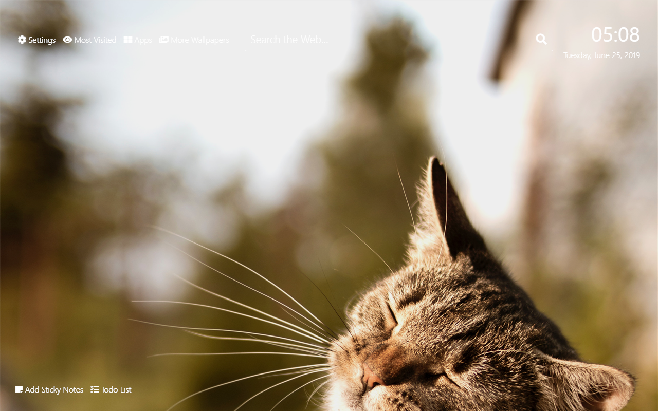 Persian Cat Hình nền HD Chủ đề tab mới - Nhận tiện ích mở rộng này cho 🦊  Firefox (vi)