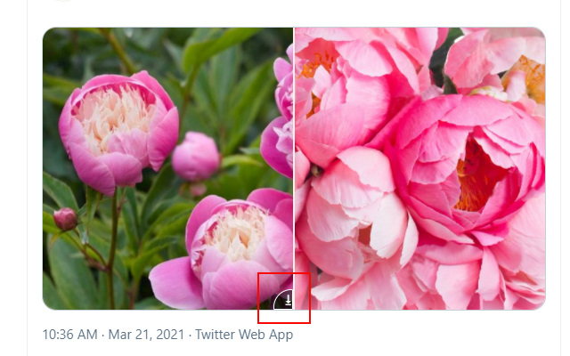 Twitter Image&Video Downloader