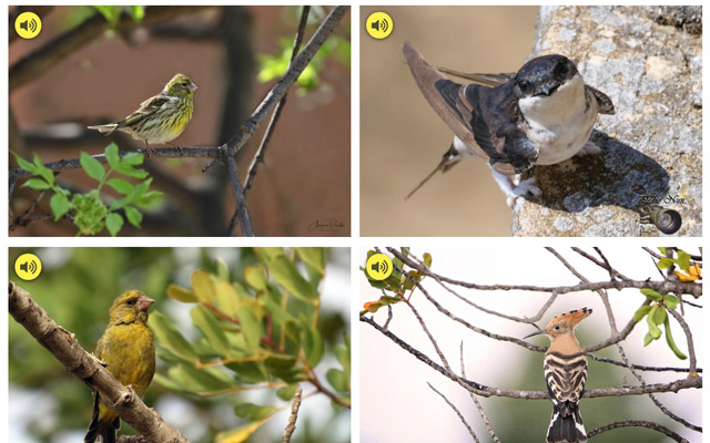 Sparrou - Identify birds with photos & audio