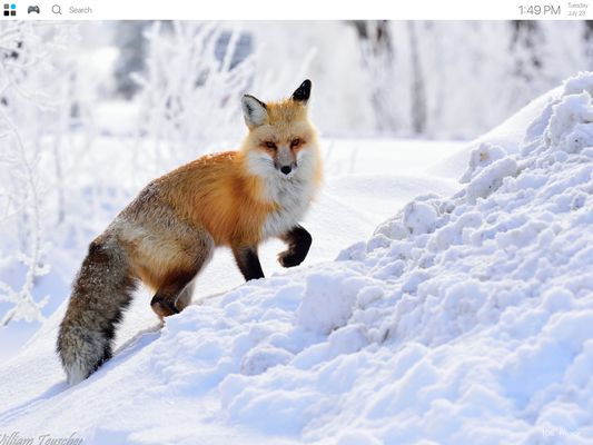 Animals Wallpapers Theme New Tab