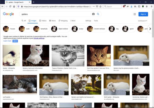 Kitten galore! The Google Image Search for "Spiders"