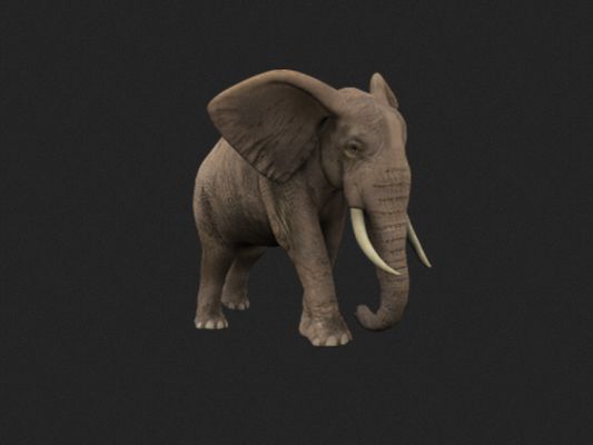 A transparent picture of an elephant.