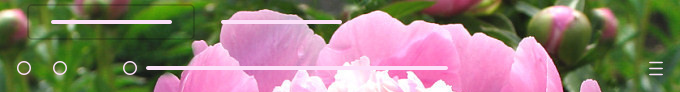 Jardin de pivoines - Peony Blossom
